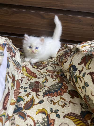 Triple coat persian kittens
