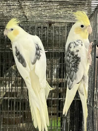 Exhibition V Pied Fallow Cockatiel