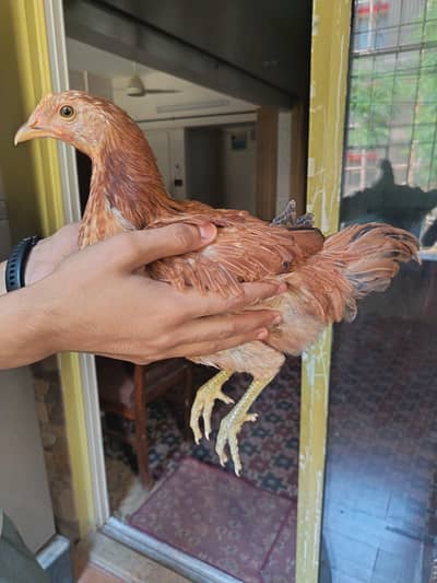 DESI CHOOZEY PAIR FOR SALE