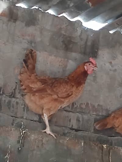 Golden Misri  | Australorp | Lohman Brown