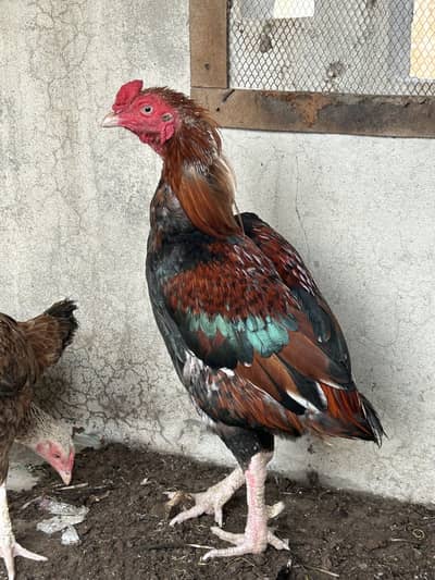 Aseel male and females for sale