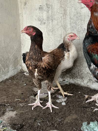 Aseel females for sale