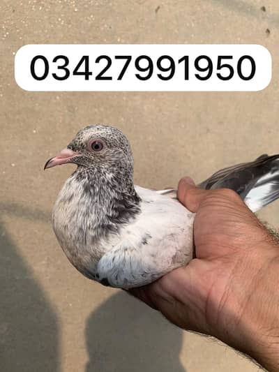 pejon for sale