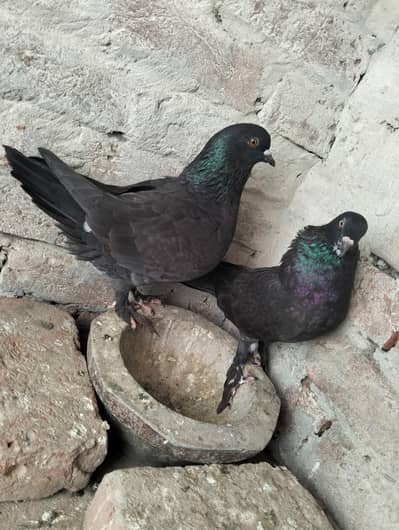 Black King Pair For Sale
