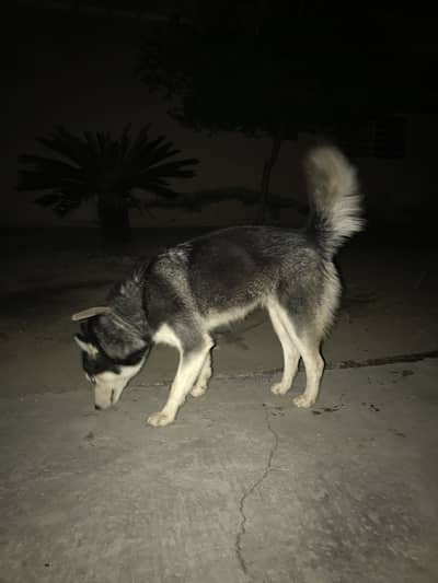 Beautiful purebred siberian Husky dog available for sale