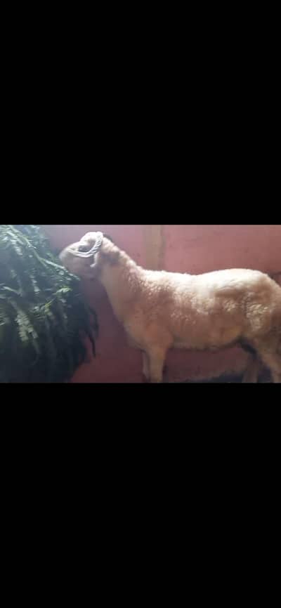 Dumba pair for sale