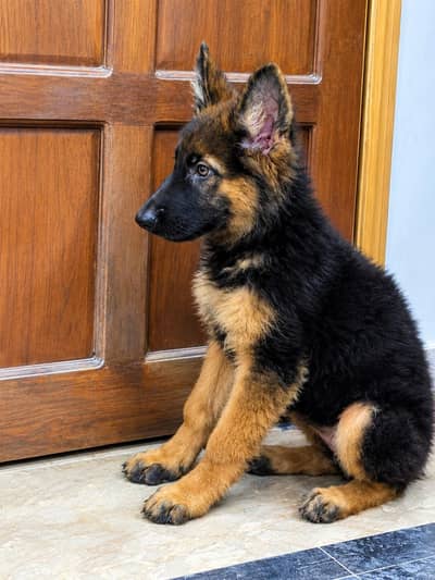 Black German shepherd puppies