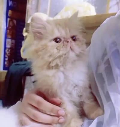 person paiky female kitten CFA blood line