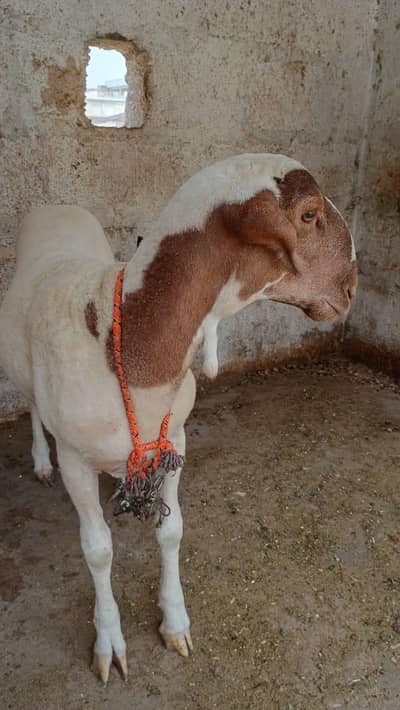 beautiful dumba