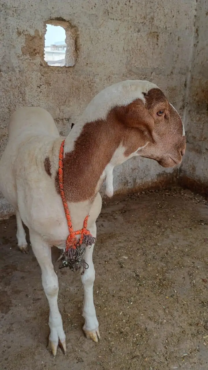beautiful dumba — photo 5