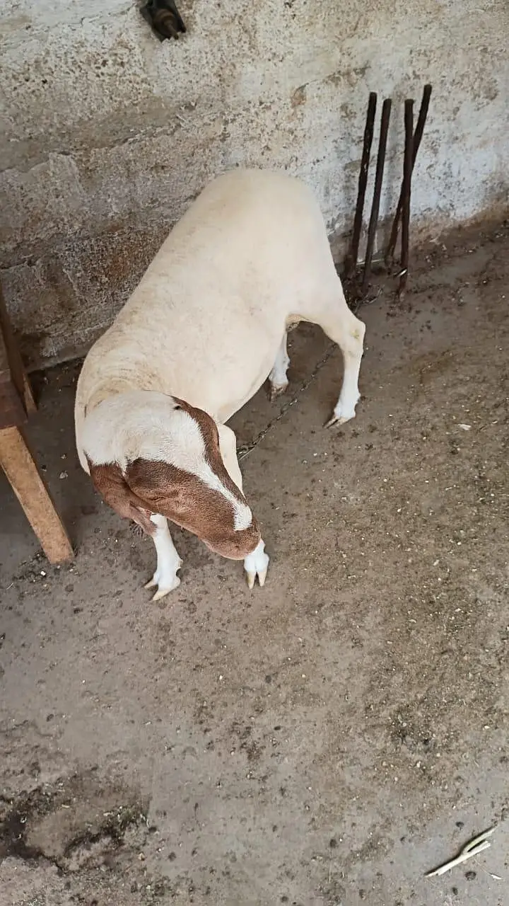 beautiful dumba — photo 6