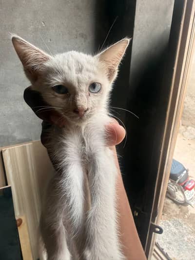 Russian single kot full white kitten very cute