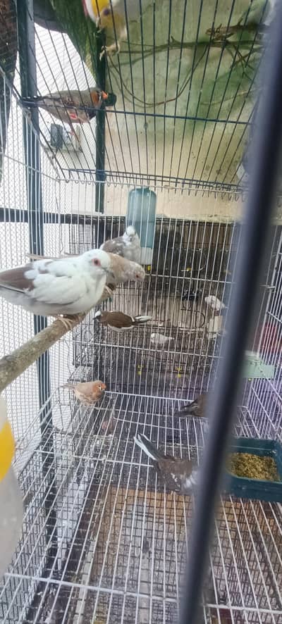 5 Doves