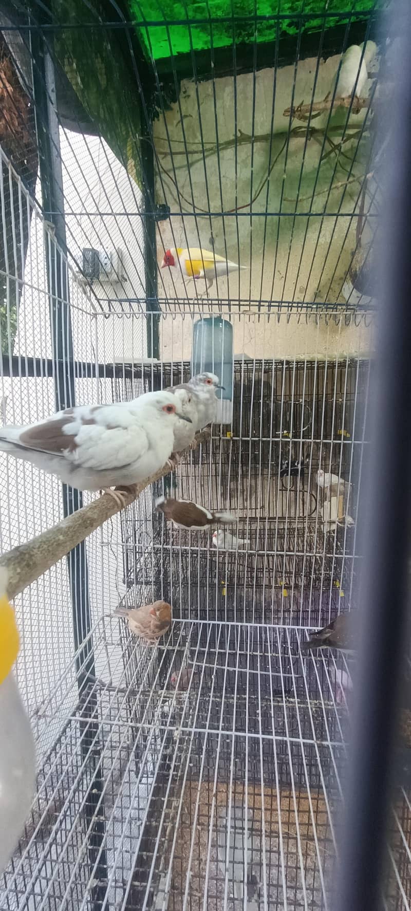 5 Doves 1