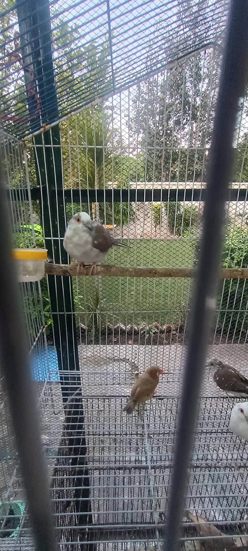 5 Doves 2