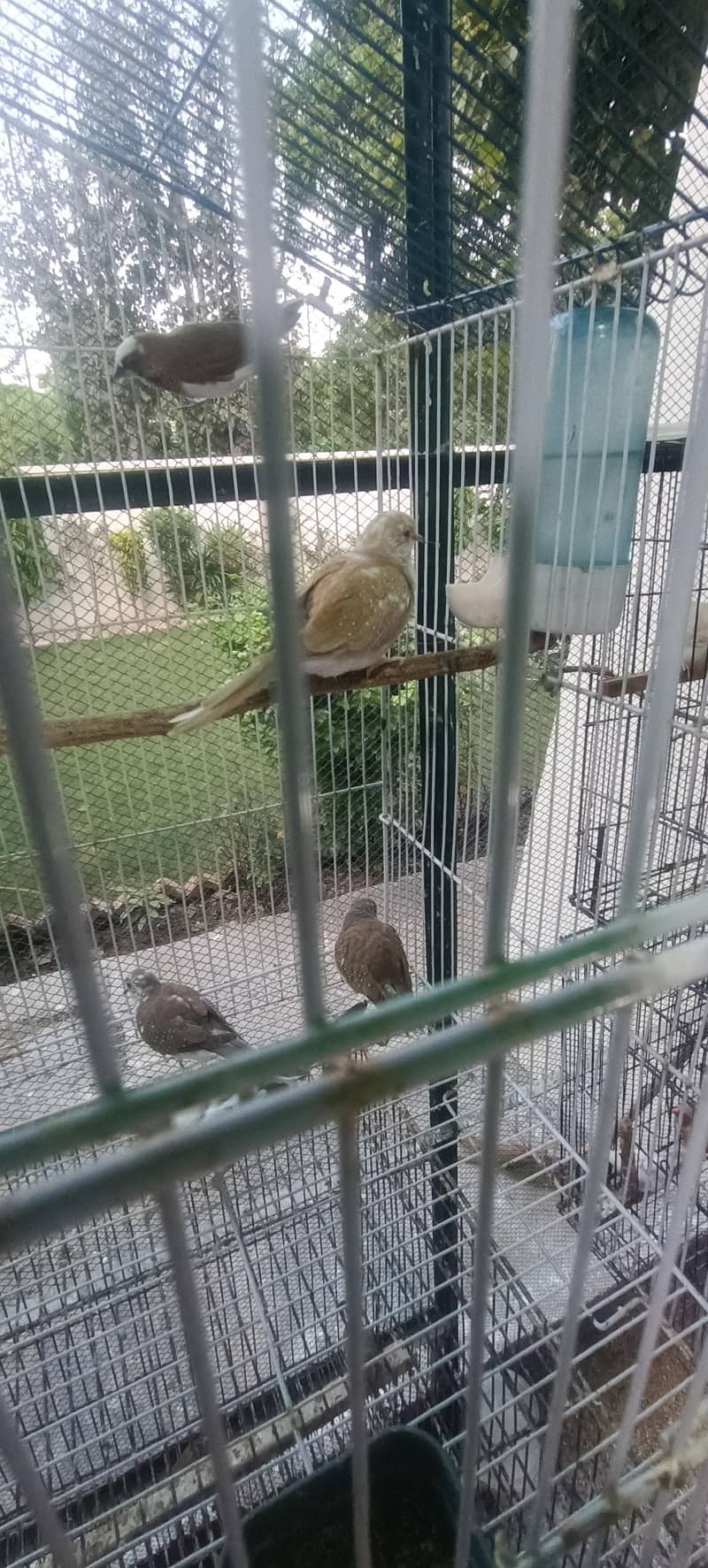 5 Doves 3