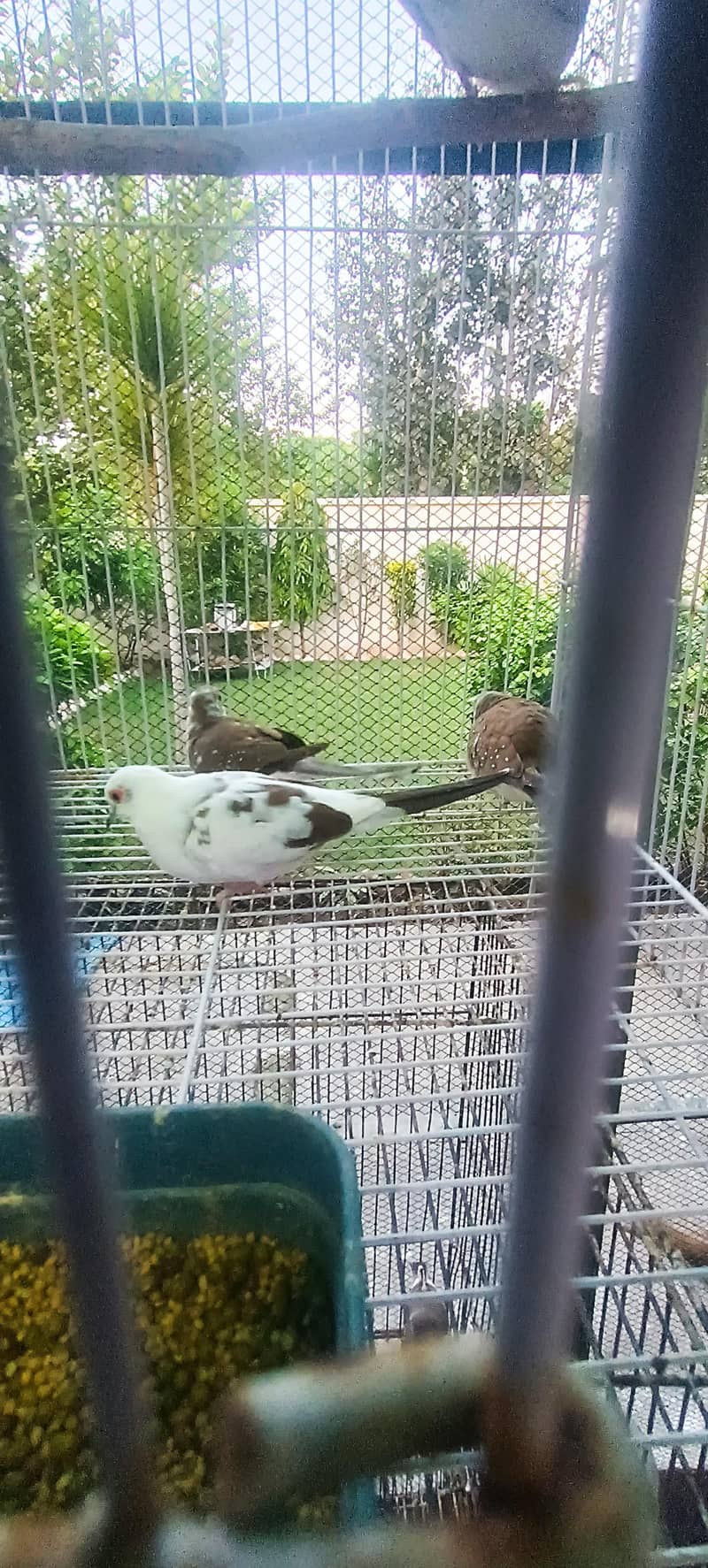 5 Doves 4
