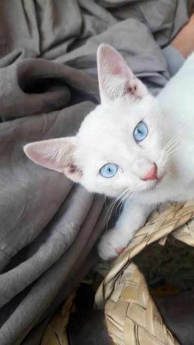 Pure White Blue Eyes Cat For Sale - Khao Manee