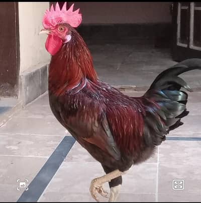 Desi Parha for Sale