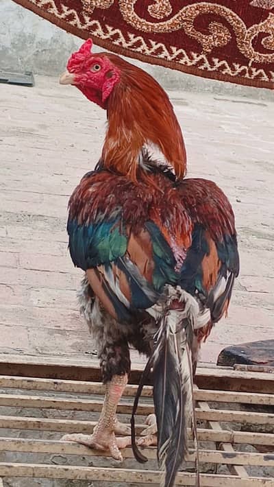 1 Male 3 female for sale