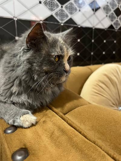 persian cat