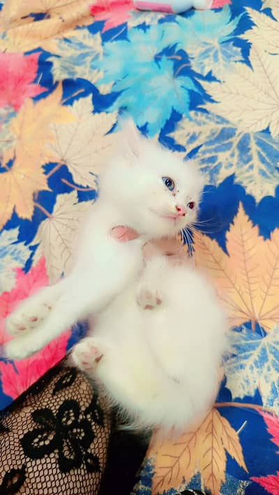 selling semi Persian cat kittens