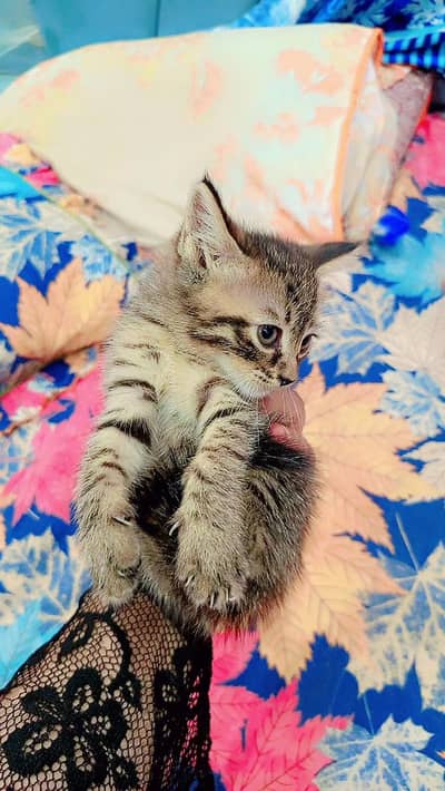 selling semi Persian cat kittens free