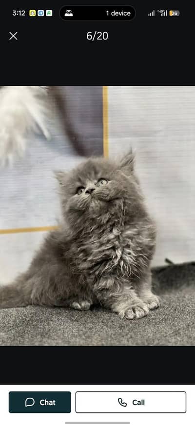 Persian cat and kitten punch face triple coated