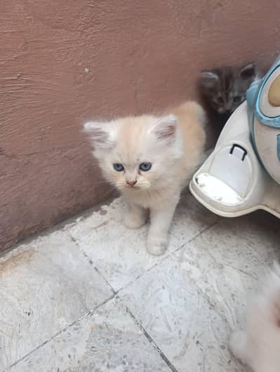 kittens Persian