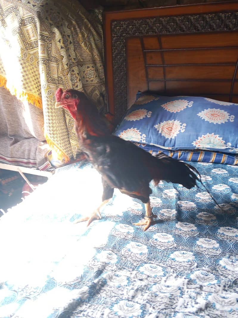 check 2