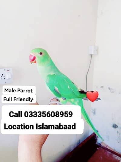 Hand Tamed Full Friendly Green Ring Neck Male Parrot Jumbo Size