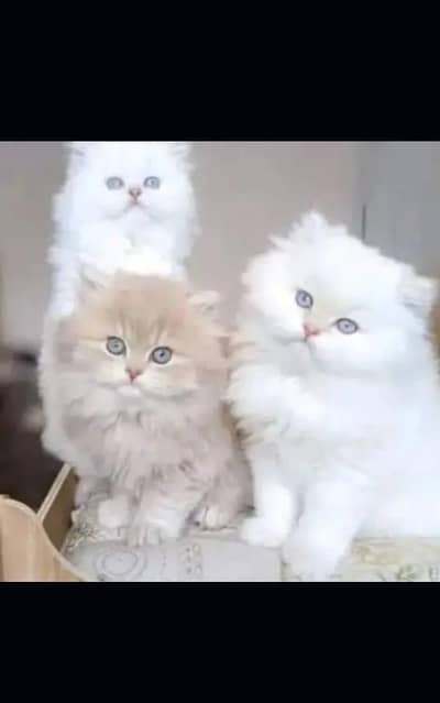 Persian kitten for urgent sale triple cod WhatsAp o/3/4/o/1/4/3/o/o/37