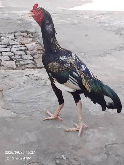 pure aseel active and healthy murga for sale