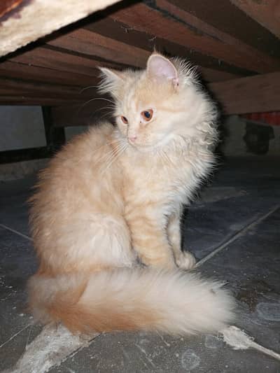 cats for sale