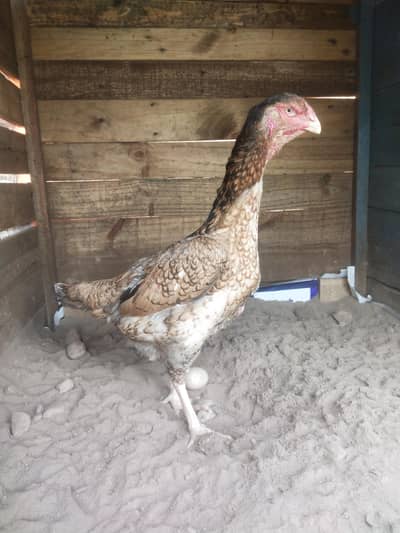 shamo female