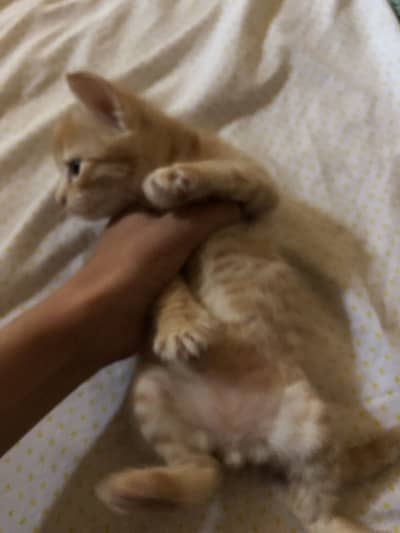 Brown cat for sale