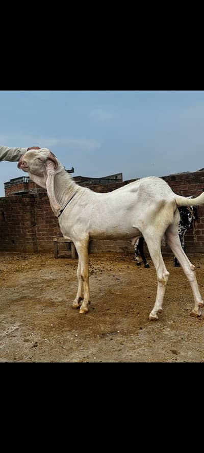 rajanpuri bakra