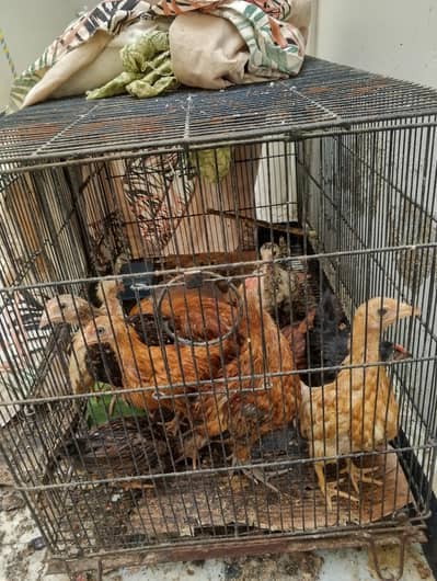 2.5 months old home breed desi chicks available