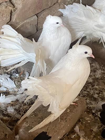 Indian laky and lahori sraji multani sraji