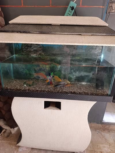 aquarium fish