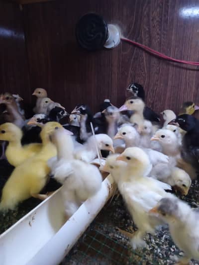 Baintam And Guldan Buff Silky Chicks