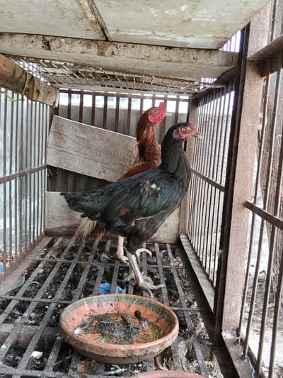 Aseel black Thai Murgi and Cross Mianwali murga and misri Murgi