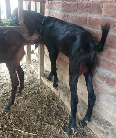 high quality 03 25 65 98 to109 bakra