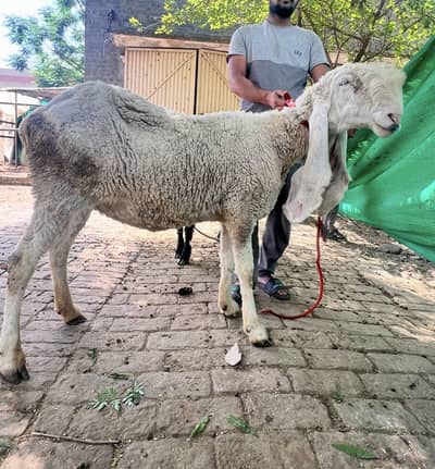 Kajli Breeder Female for sale