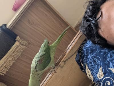 pahari tota, alexandrine, raw parrot, hand tame