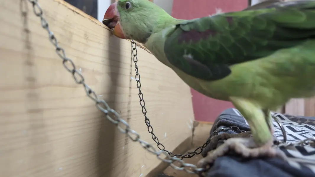 pahari tota, alexandrine, raw parrot, hand tame — photo 2