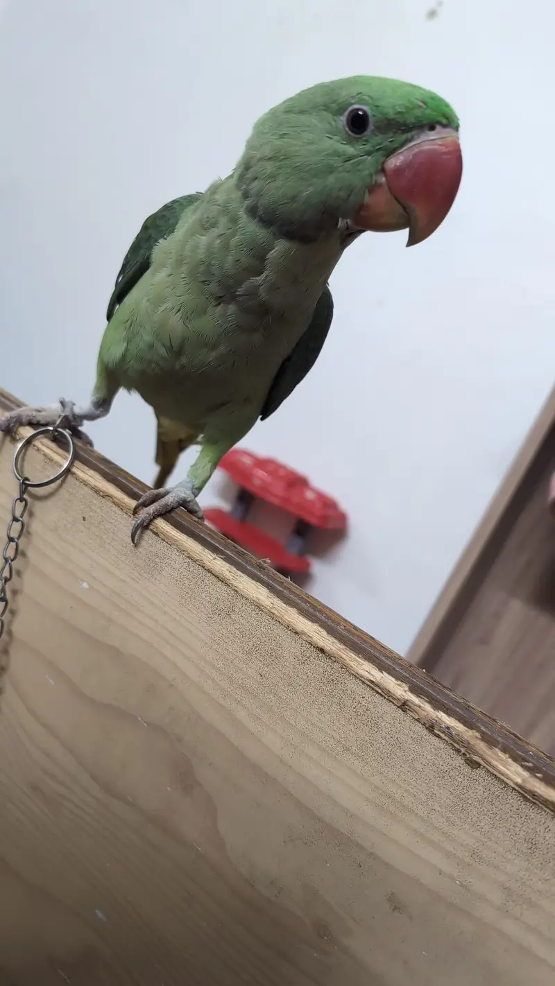 pahari tota, alexandrine, raw parrot, hand tame — photo 3