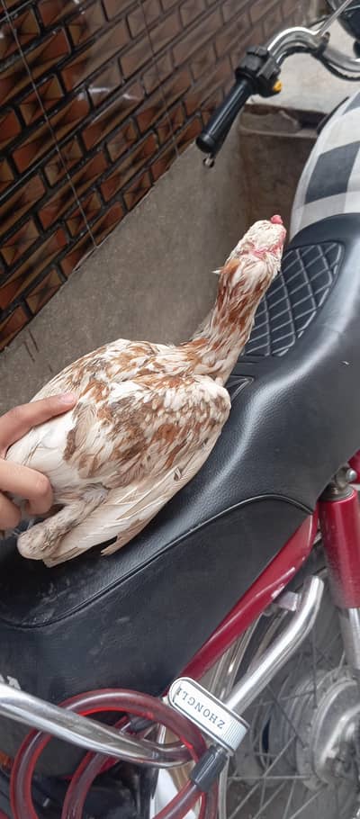 Aseel Pair (5-6 Months) - very  Urgent Sale