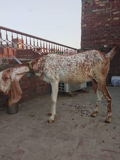 3 دیسی بکریاں فروخت کے لیے دستیاب ہیں