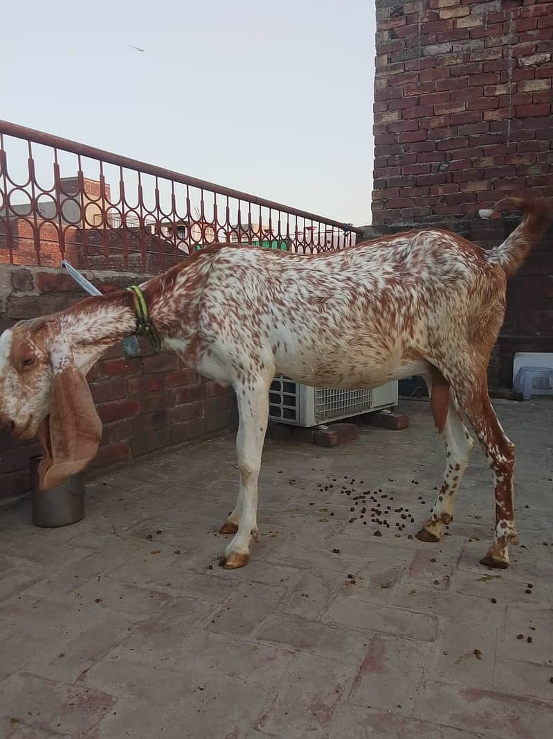 3 دیسی بکریاں فروخت کے لیے دستیاب ہیں 0